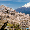 枝垂れ桜