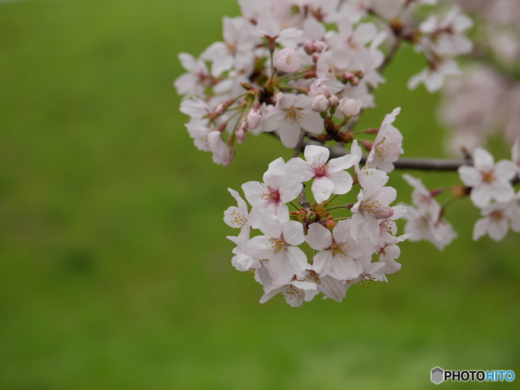 高槻新川の桜
