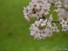 高槻新川の桜