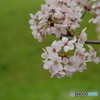 高槻新川の桜