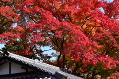 京都善峯寺のもみじ3