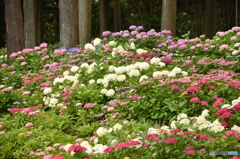 三室戸寺の紫陽花