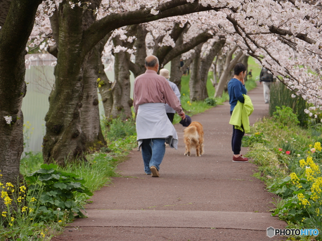 桜のトンネルで散歩