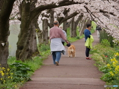桜のトンネルで散歩