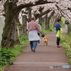 桜のトンネルで散歩