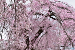 桜満開