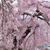 桜満開
