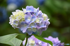 三千院の紫陽花