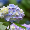 三千院の紫陽花
