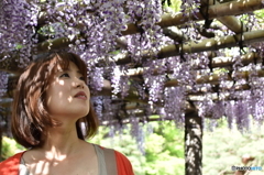 藤棚の美女