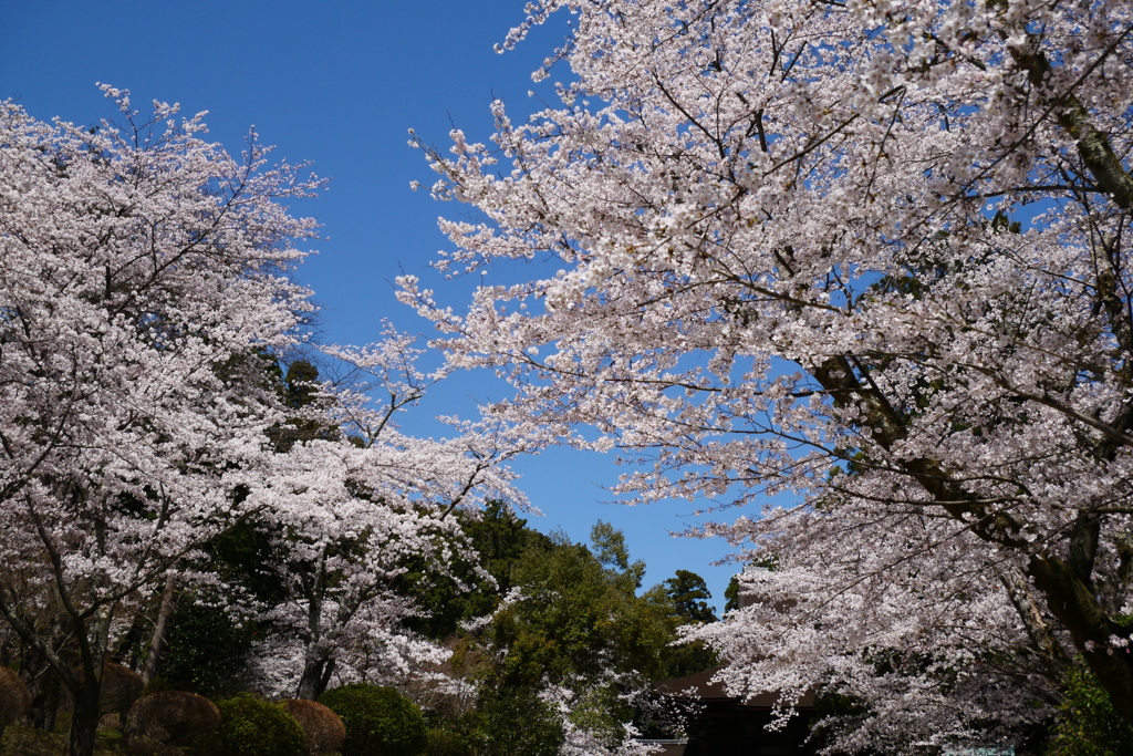 桜