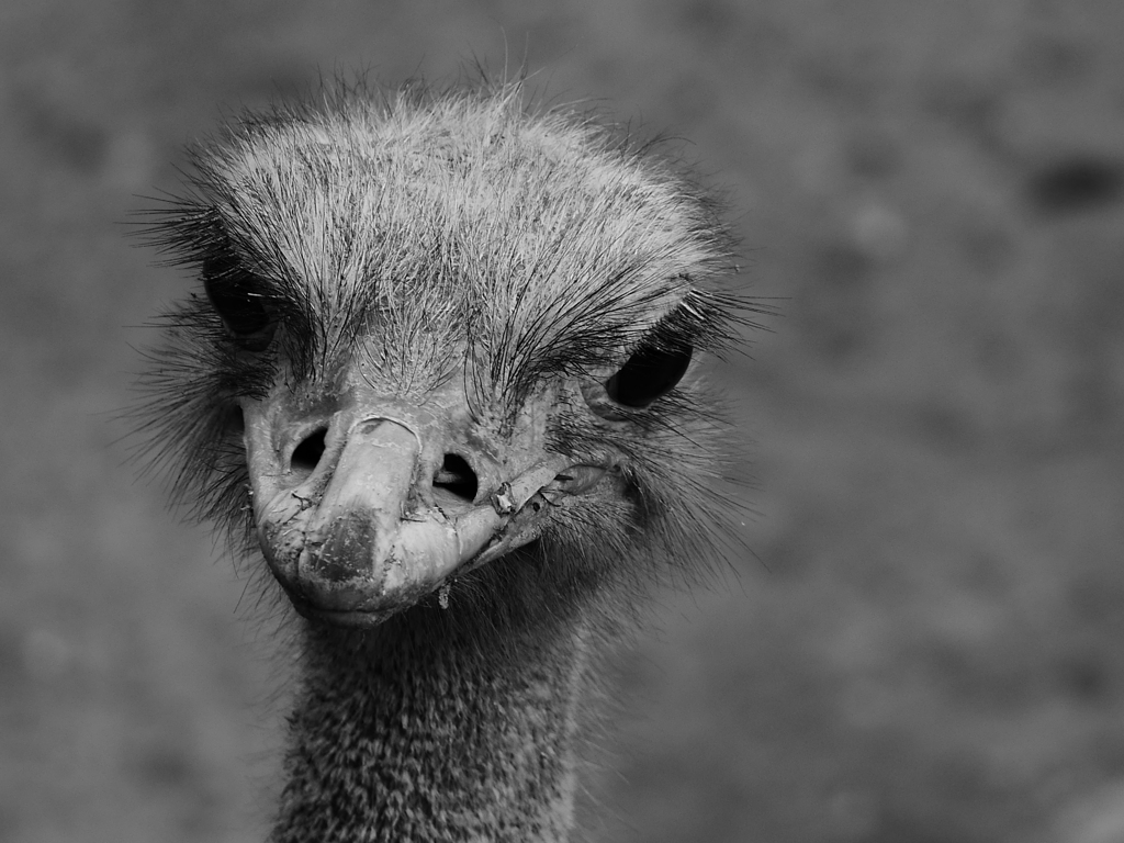 動物園シリーズ