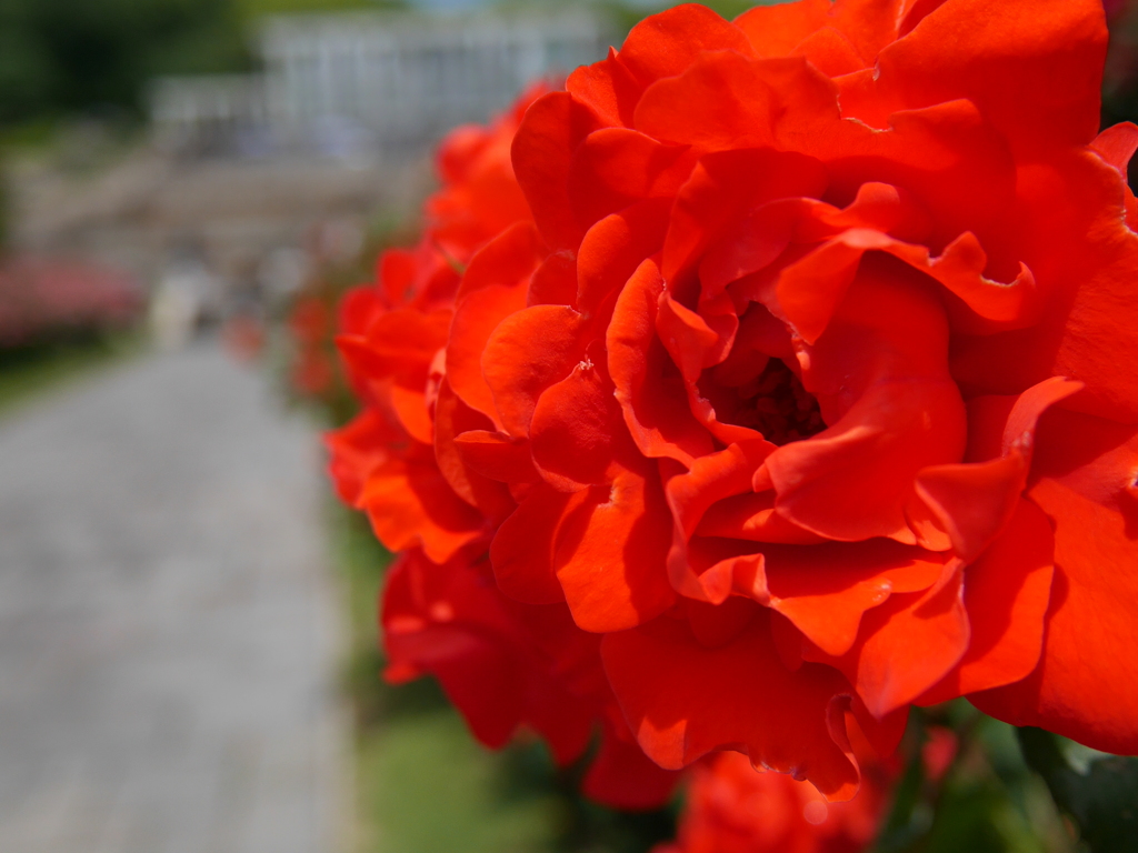 須磨離宮の薔薇達