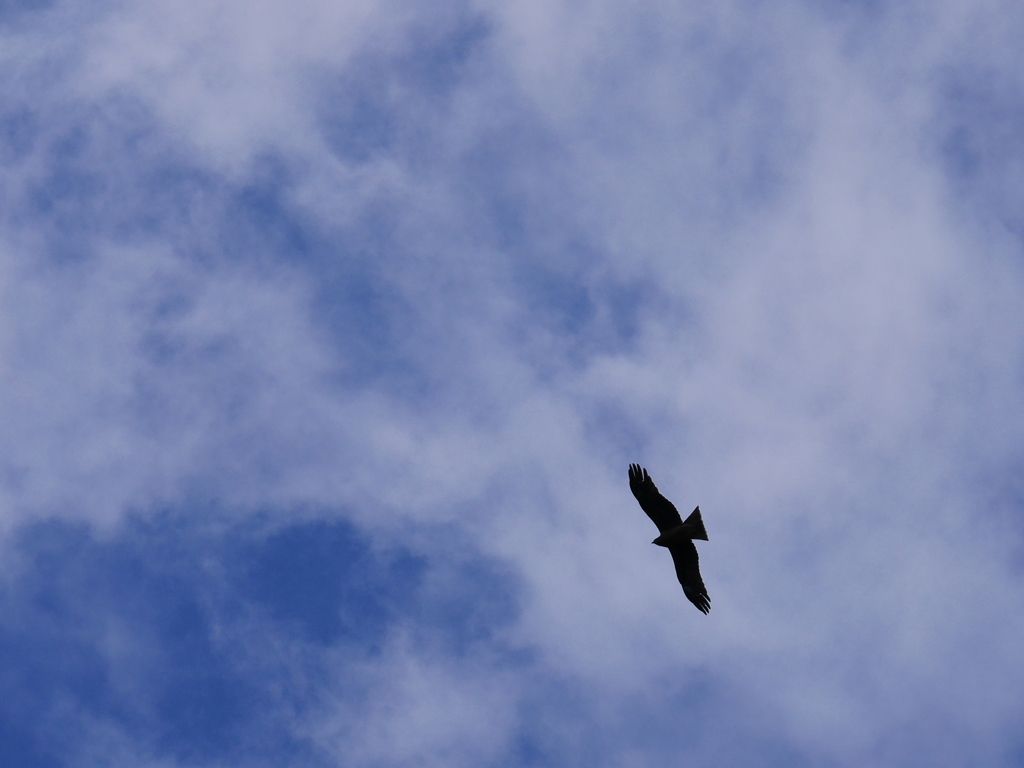 空と鳥