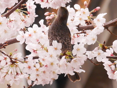 桜と鳥