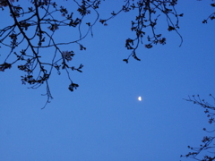 夜と月と桜と