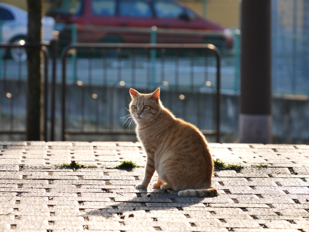 猫成分充填!!