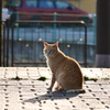 猫成分充填!!