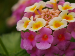 愛を込めて花束を