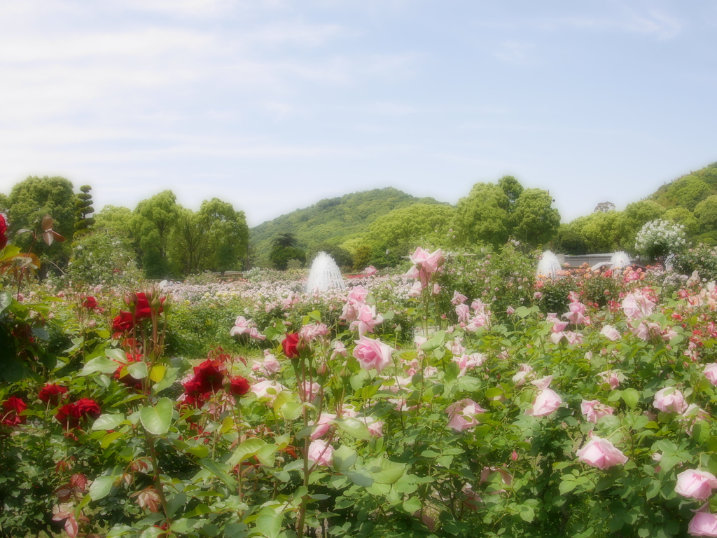 秘密の花園