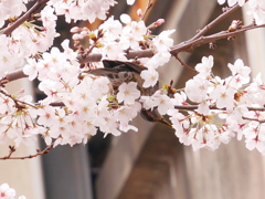 桜と鳥