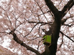 桜と巣箱