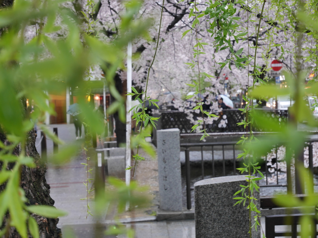 雨と京都と桜