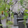 雨と京都と桜