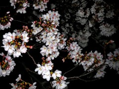 雨～夜桜