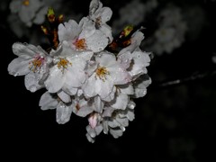 雨～夜桜