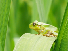 カエルぴょこぴょこ