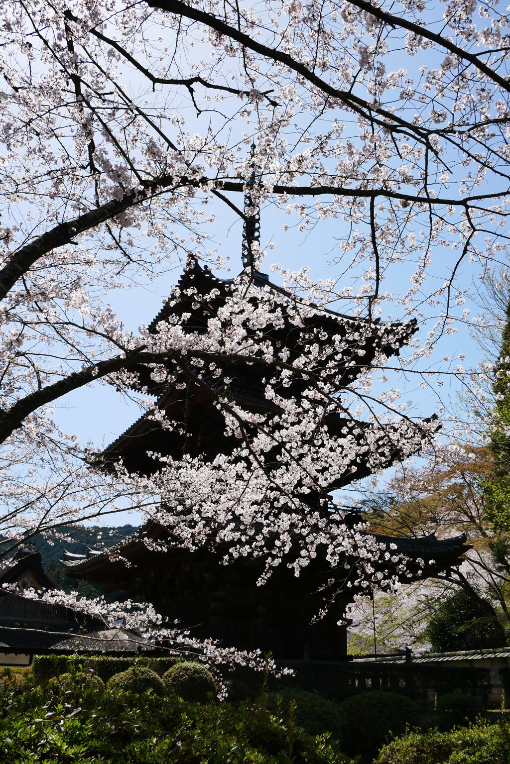 桜