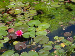 睡蓮の花のように