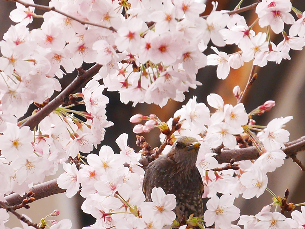桜と鳥