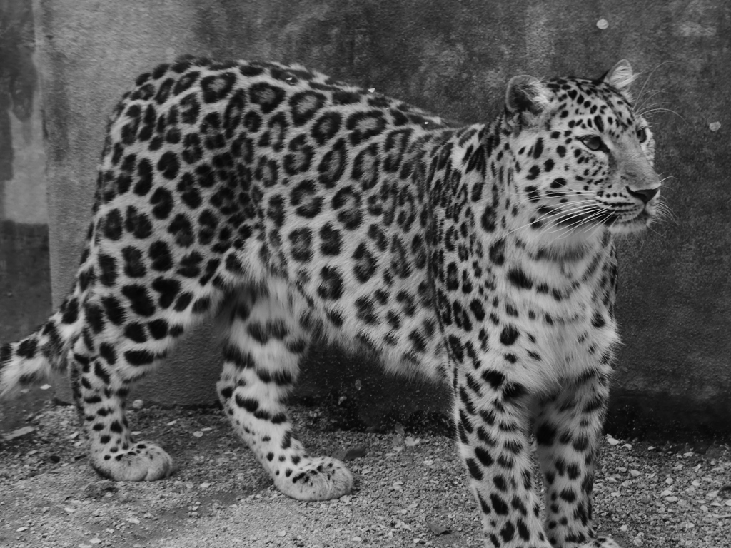 動物園シリーズ