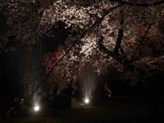 春の雨