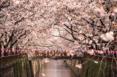 目黒川の桜たち