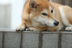 チラ見