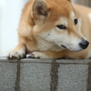 チラ見