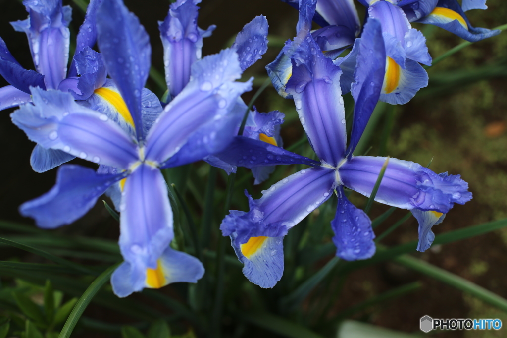 庭の花
