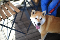 暑いですね