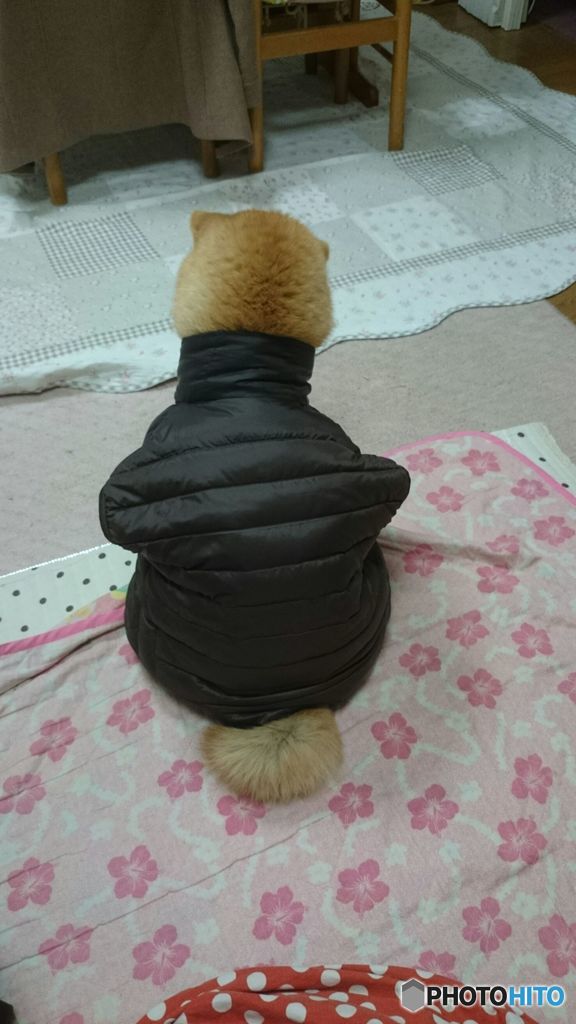 うちの犬