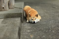 冷たくて気持ちがいいんだ