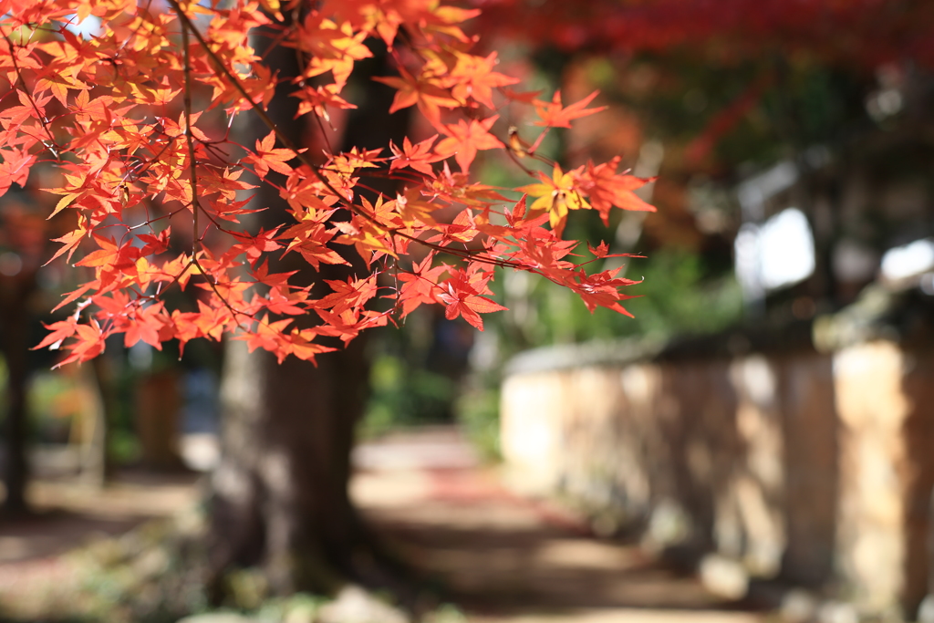 覚苑寺紅葉