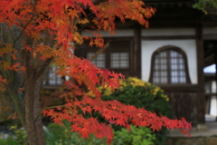 紅葉盛り過ぎ
