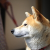横顔