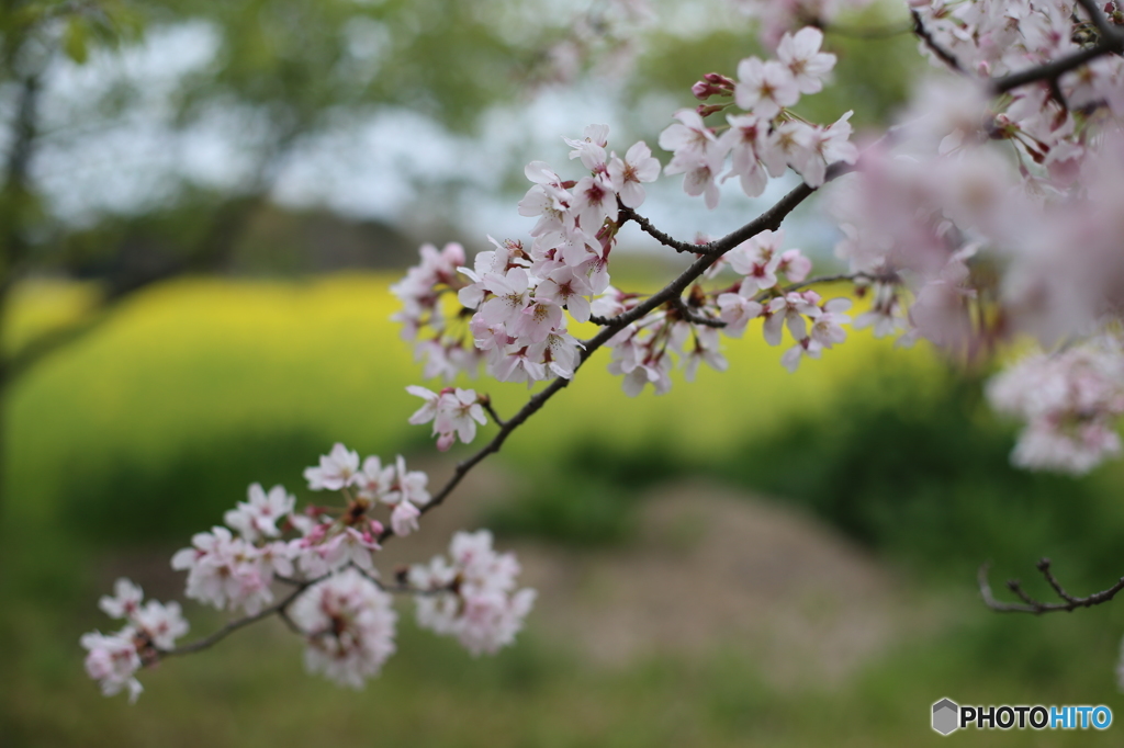 桜と菜の花