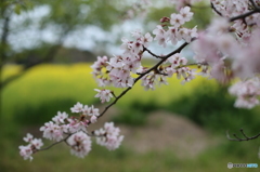 桜と菜の花