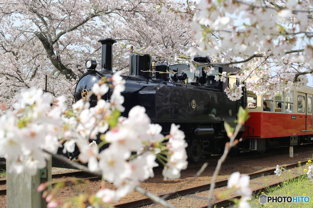桜の中のトロッコ列車