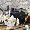 桜の中のトロッコ列車